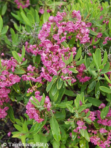 Kalmia angustifolia 'Rubra'